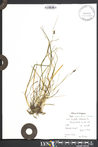 Carex caroliniana image