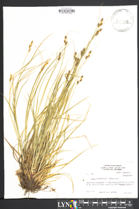 Carex caroliniana image