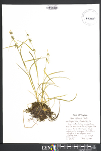 Carex collinsii image