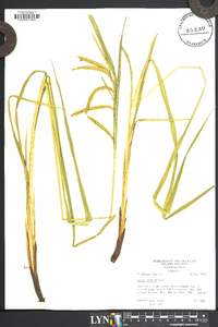 Carex crinita var. brevicrinis image