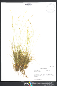 Carex eburnea image