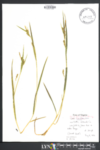 Carex flaccosperma image