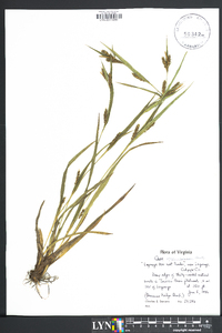 Carex flaccosperma image