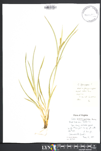 Carex flaccosperma image