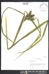 Carex gigantea image