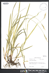 Carex hirtifolia image