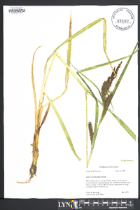 Carex hyalinolepis image