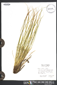 Carex jamesii image