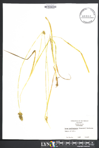 Carex laevivaginata image