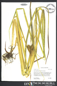 Carex lupuliformis image