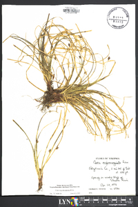 Carex nigromarginata image