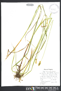 Carex normalis image