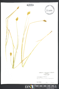 Carex normalis image