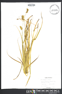 Carex normalis image