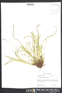 Carex pedunculata image