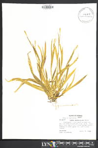 Carex platyphylla image