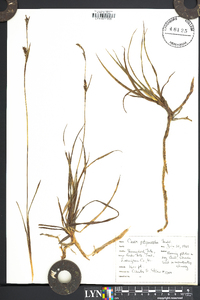 Carex polymorpha image