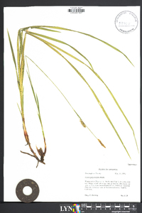 Carex polymorpha image