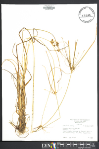 Cyperus retrorsus image