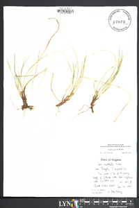 Carex reznicekii image