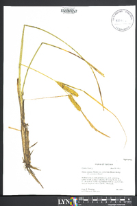 Carex rostrata image