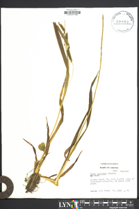 Carex scabrata image