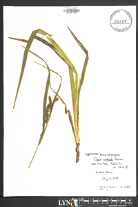 Carex scabrata image