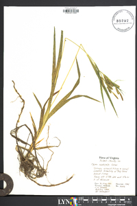 Carex scabrata image