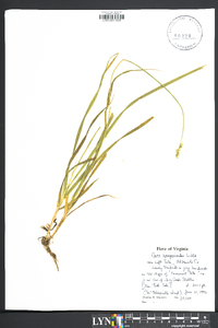 Carex sparganioides image