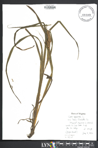 Carex squarrosa image