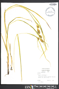 Carex squarrosa image