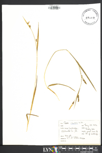 Carex striatula image