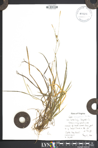 Carex striatula image