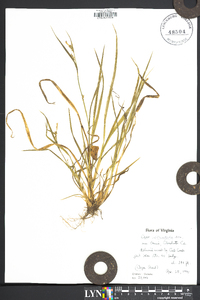 Carex striatula image