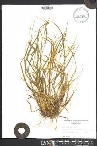 Carex striatula image