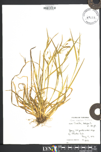 Carex striatula image