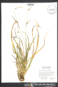 Carex styloflexa image