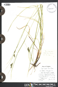 Carex swanii image