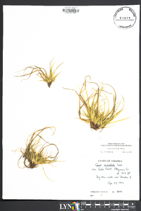 Carex tonsa image