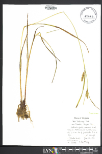 Carex trichocarpa image