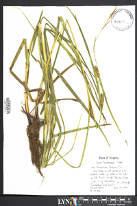 Carex trichocarpa image