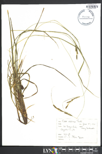 Carex virescens image