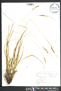 Carex virescens image