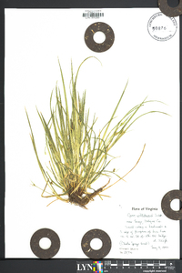 Carex willdenowii image