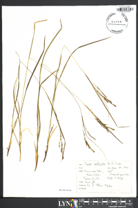 Carex aestivalis image