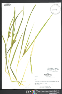 Carex baileyi image