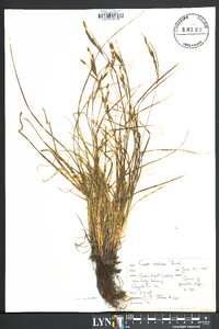 Carex virescens image