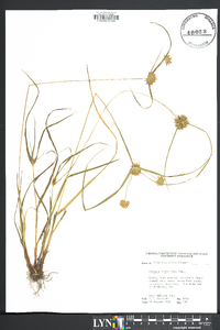 Cyperus filiculmis image