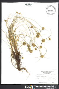 Cyperus filiculmis image