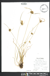 Cyperus filiculmis image